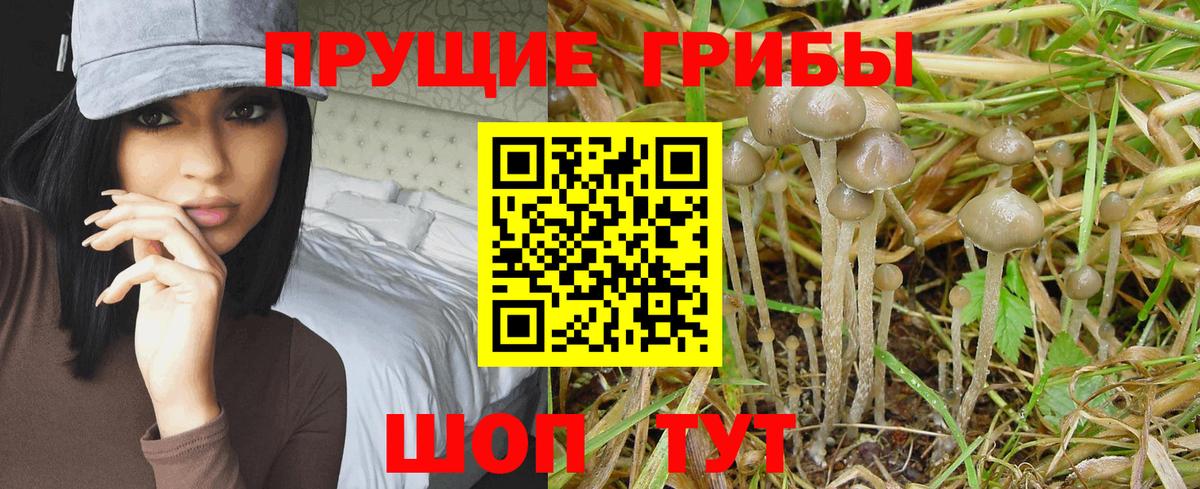 Галлюциногенные грибы Psilocybine cubensis Домодедово